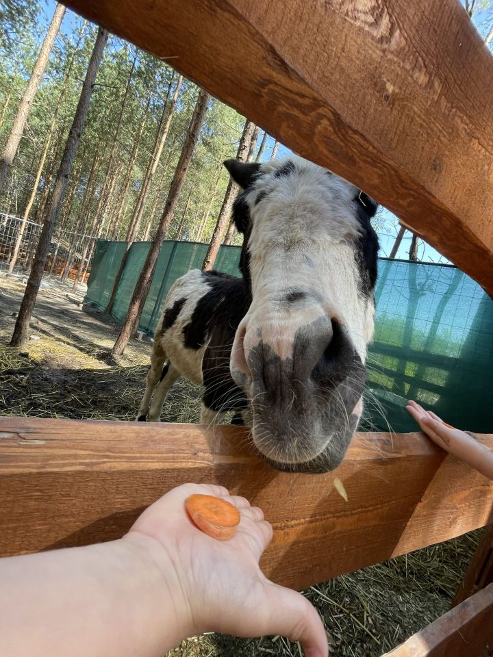 FARMAPARK U TOMA – Želvičky a Žabičky